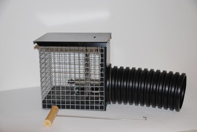 Hovedbilde MINK SYNINGFELLA